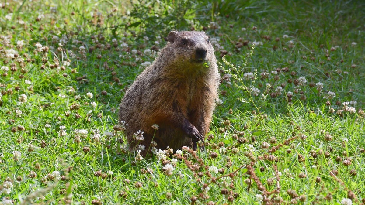 Punxsutawney Phil Predicts More Winter, but Just How Accurate Is He?